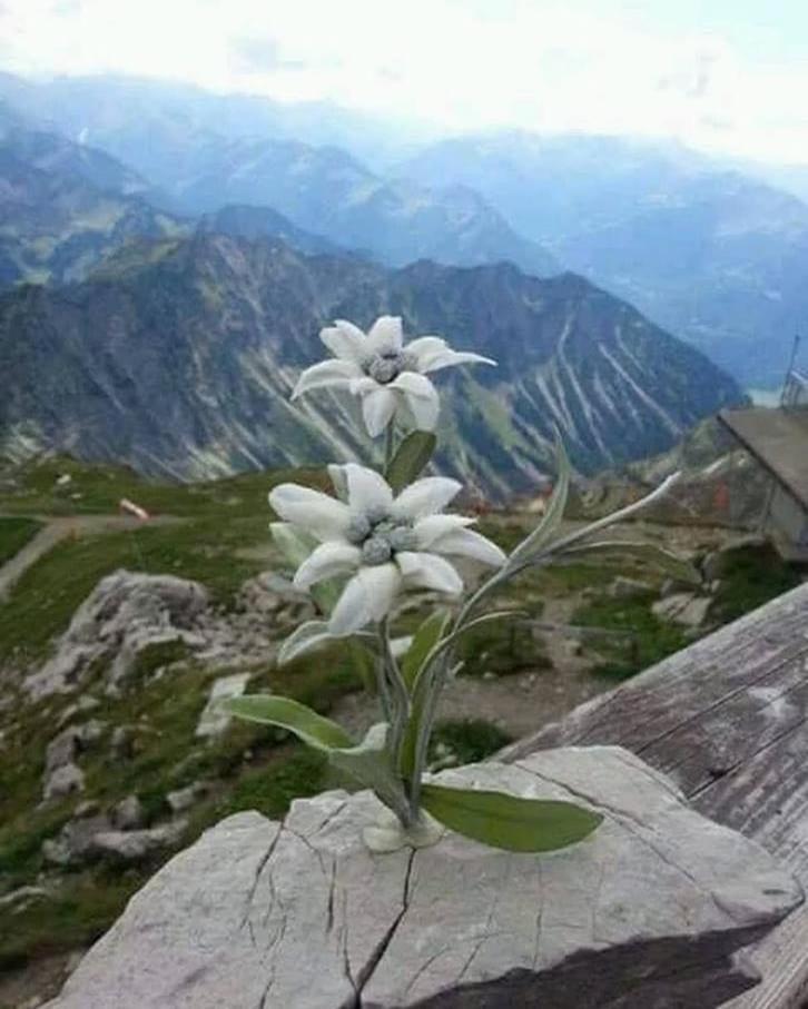 Mes Lastei Campitello di Fassa Exterior foto