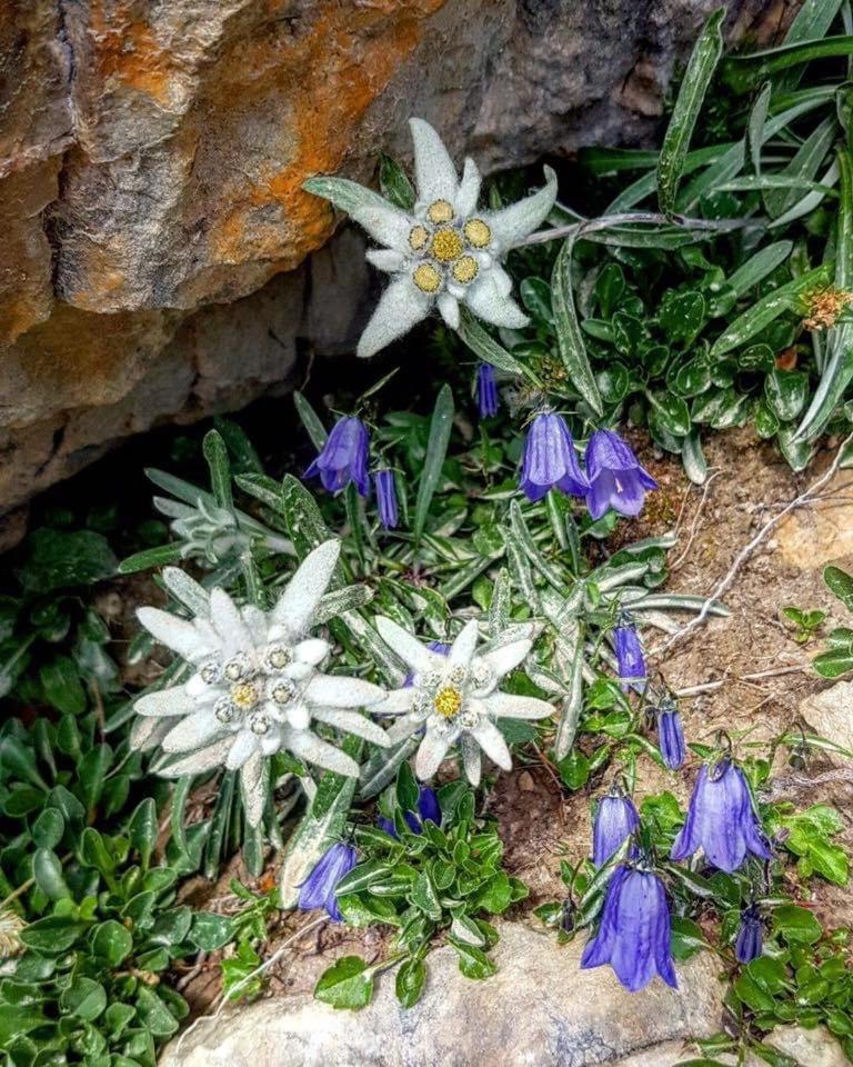 Mes Lastei Campitello di Fassa Exterior foto
